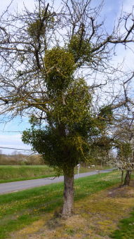 Prunier envahi par le gui